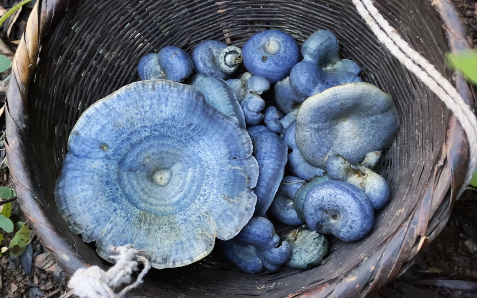 沉浸在森林里采蘑菇|采摘菌子王国里的"蓝精灵"(蓝色基因专属)