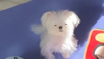 小狗连豆豆眼都如此可爱!
