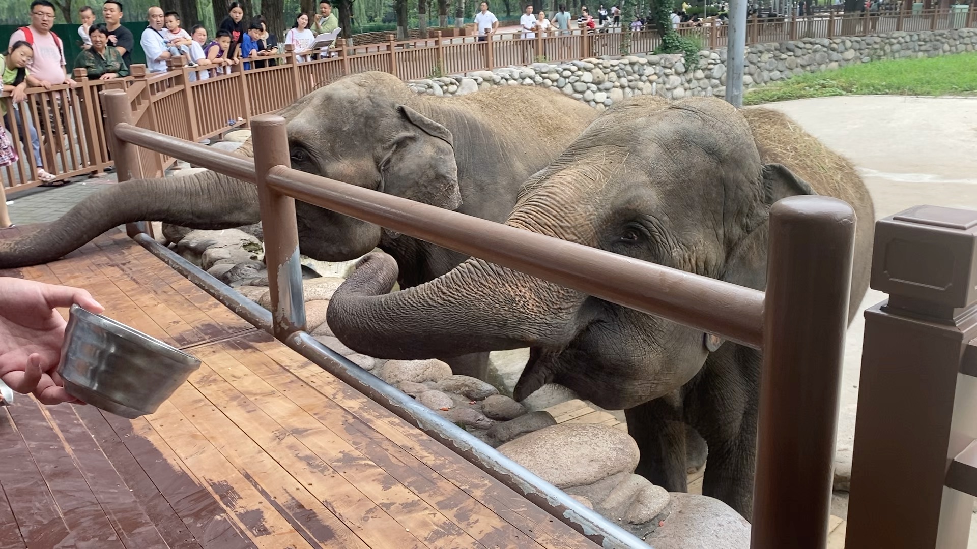 北京大兴野生动物园投喂大象