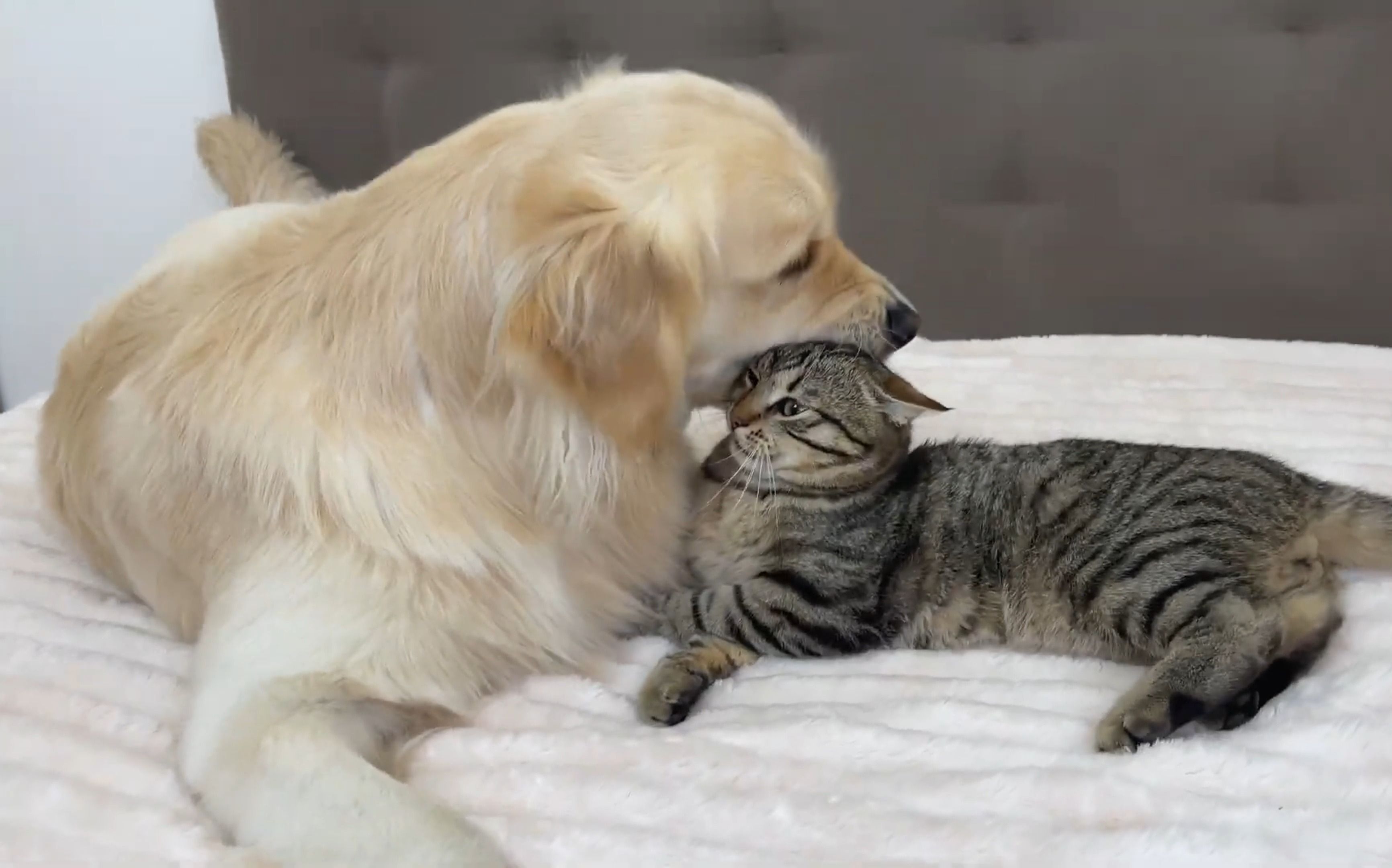 金毛:一日吸猫,终身想猫