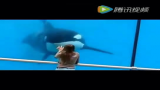 [图]有位菇凉在水族馆发现鲸鱼会和自己互动