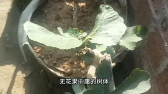 下载视频: 盆栽无花果不结果 一个操作后立马结果不断