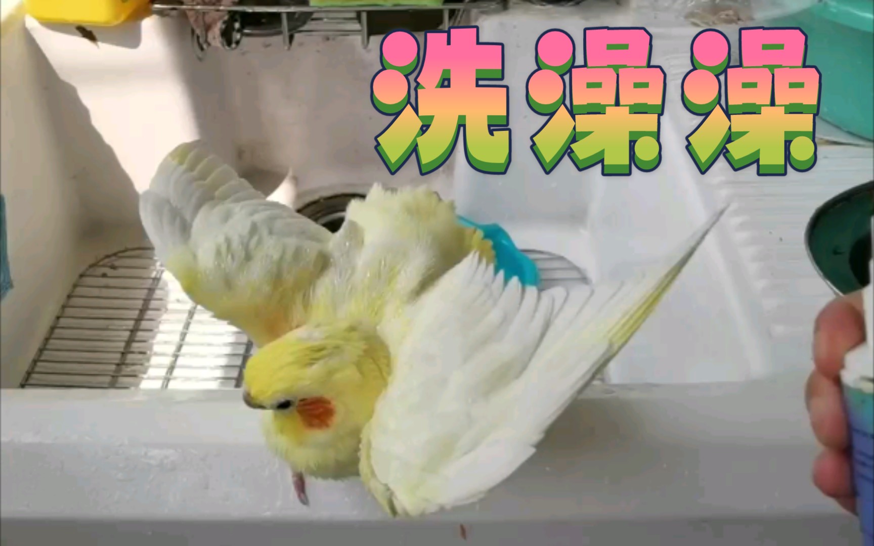 玄凤鹦鹉小啾啾早上洗澡图