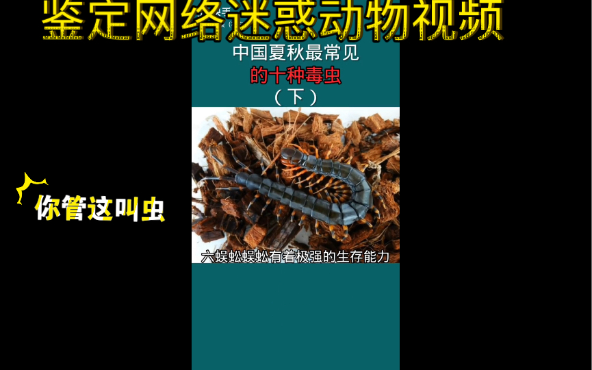 鉴定网络热门营销号谣言57,蛇是虫?哔哩哔哩bilibili