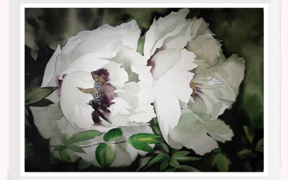 水彩习作《白牡丹》