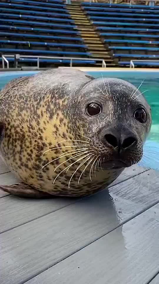 一只叫mango的大眼海豹,眼睛又大又圆,连鼻孔都是爱你的形状哈哈哈