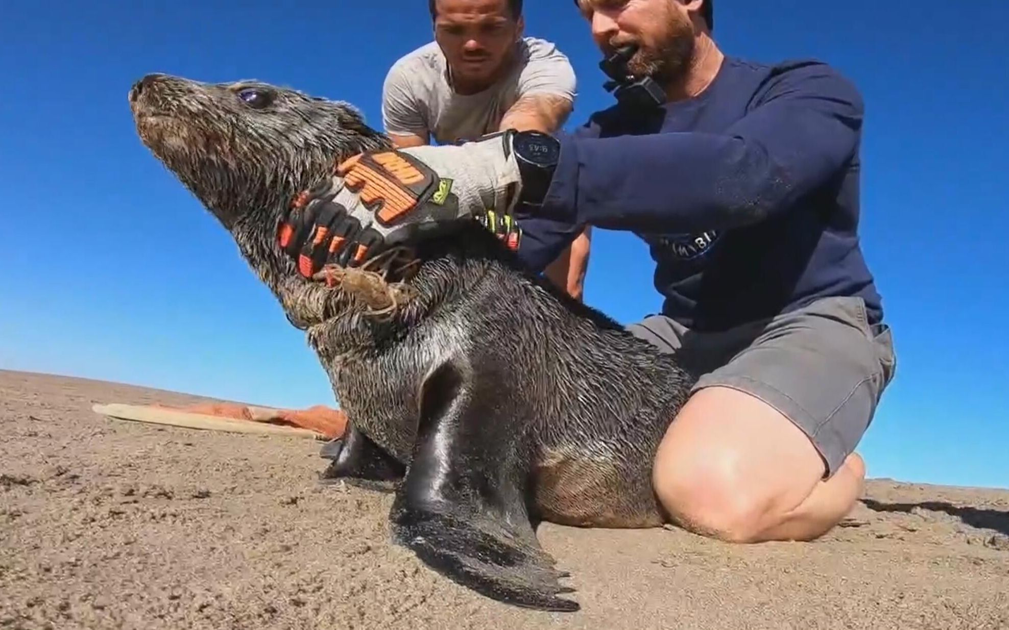 受惊的小海狮在救援过程中放松下来【纳米比亚海洋保护队】