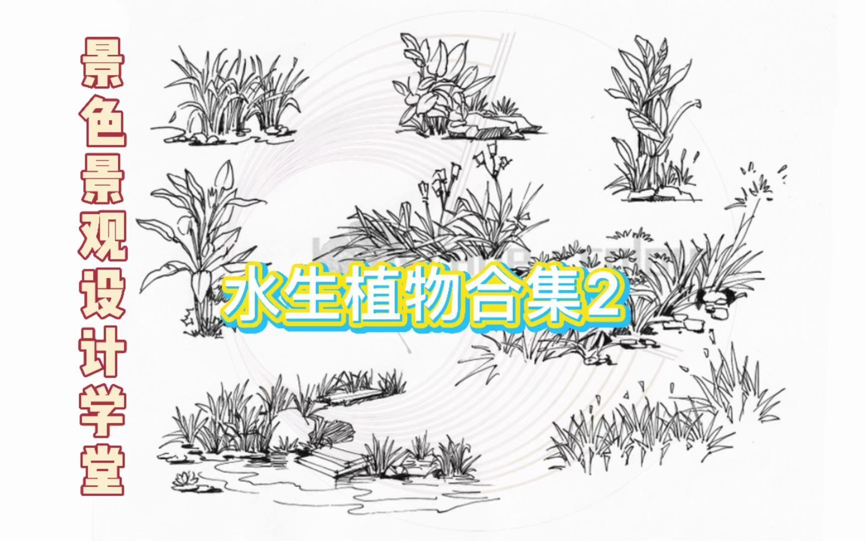 【景色 手绘系列教程3】最全水生植物合集教程二