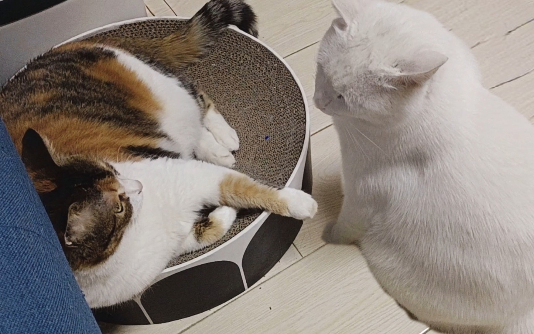 当两只猫开始对视!就要出事!