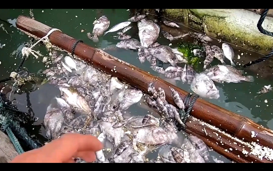 日本核污水排海:生态系统受损,沙丁鱼大量死亡