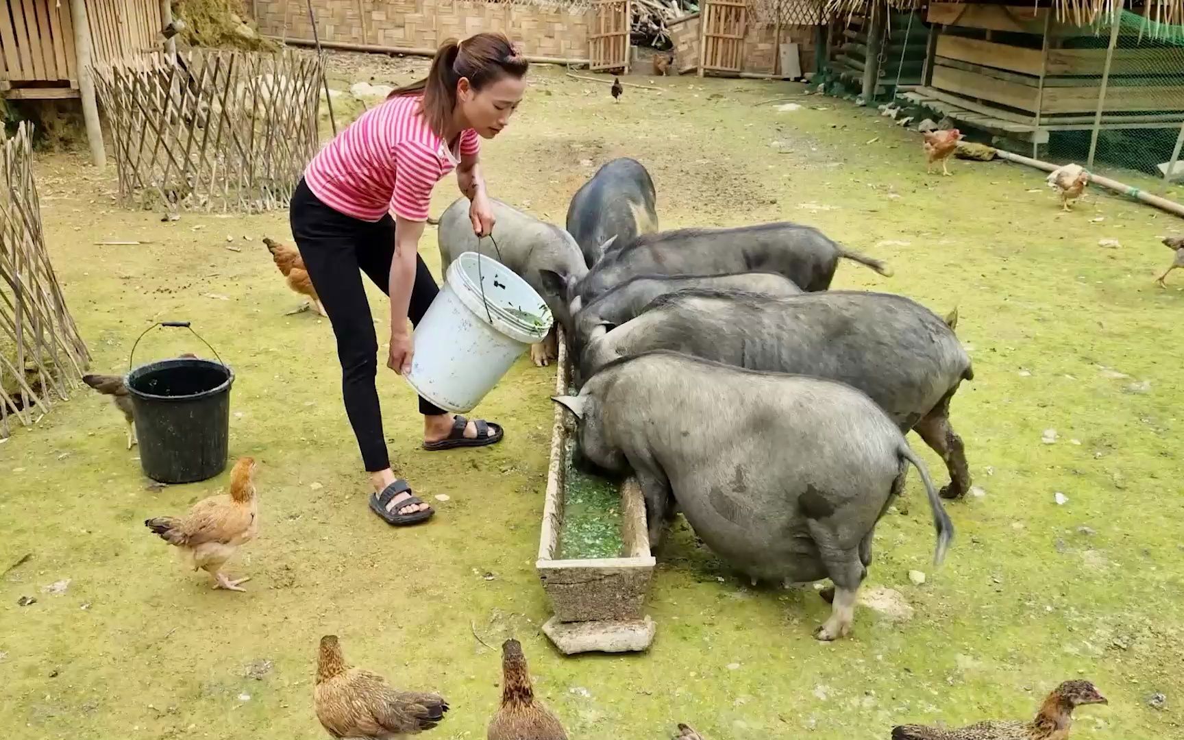 [图]在山村里建造家庭农场的独居女孩，喂猪喂鸡的闲散自由生活,不一样的农村女孩