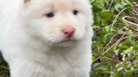 中华田园犬之白土松熊犬,再也不卖你了,宝贝