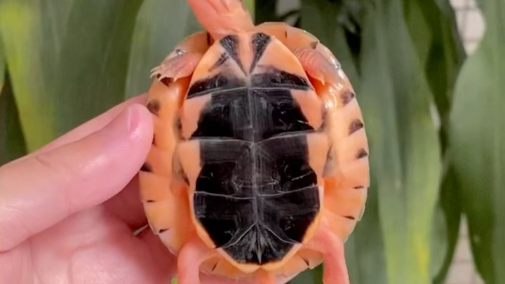 越南米底金钱龟,越养越有米