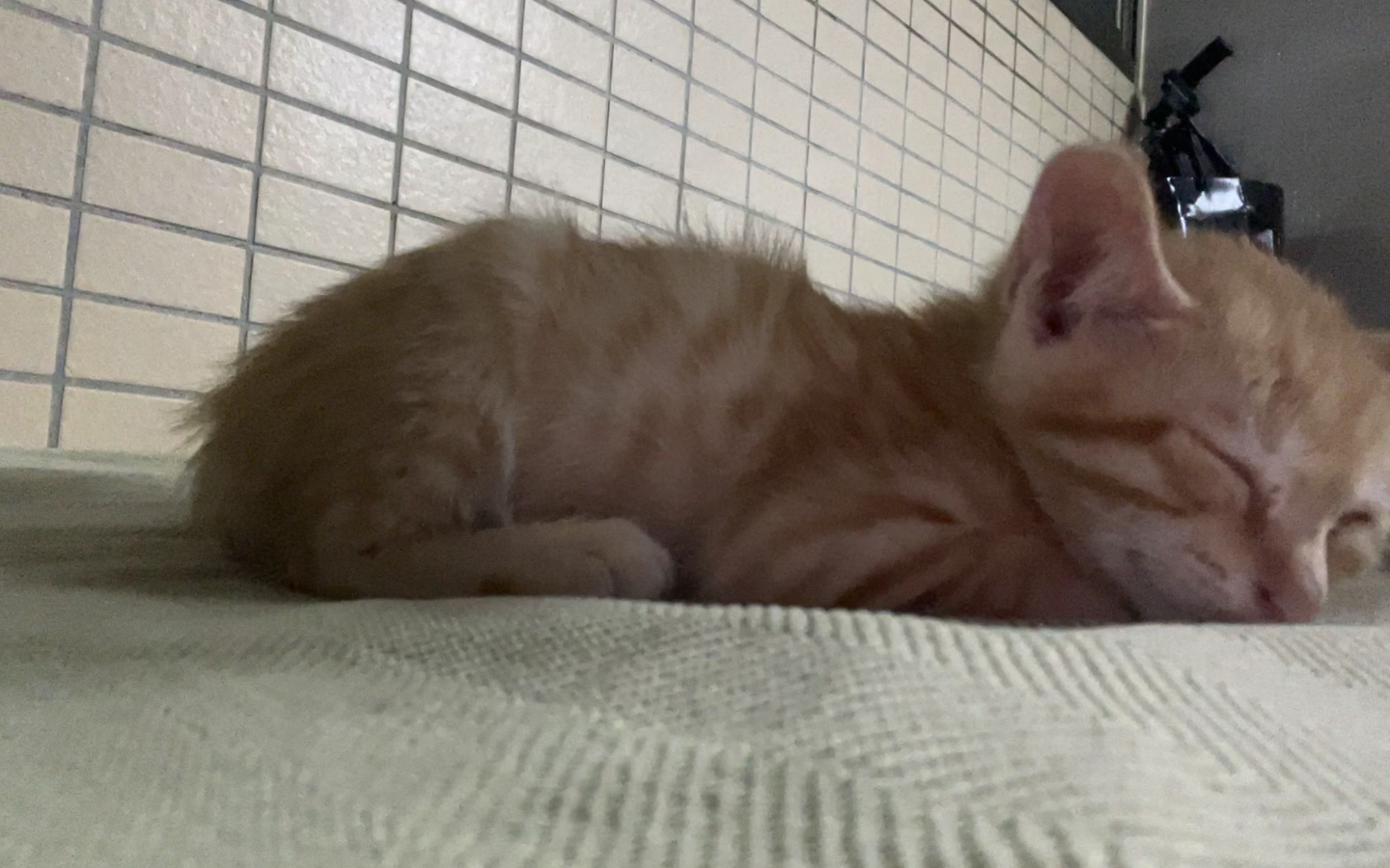 小橘子睡得可香了【进来看小橘子可爱睡颜!】