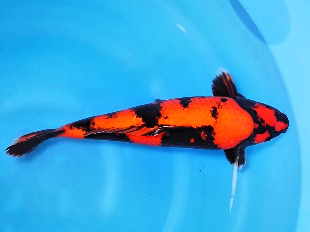 篠田绯写锦鲤,雌三岁五十五公分滴观赏鱼.