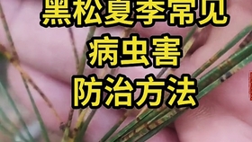 黑松摘芽作业 切芽后枝条出芽再进行此操作 哔哩哔哩 つロ干杯 Bilibili