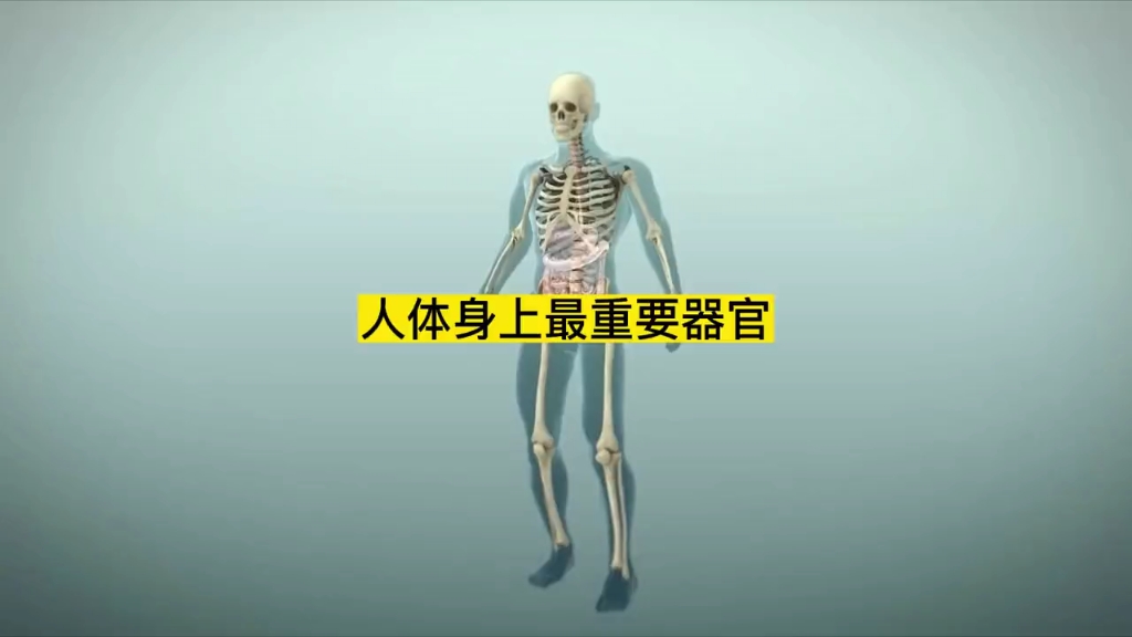 人体最重要的器官哔哩哔哩bilibili