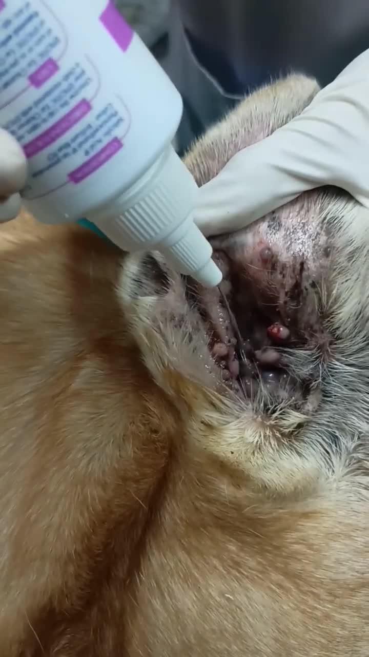 动物包场&给狗清理耳朵的正确打开方式#掏耳朵#狗狗看医生