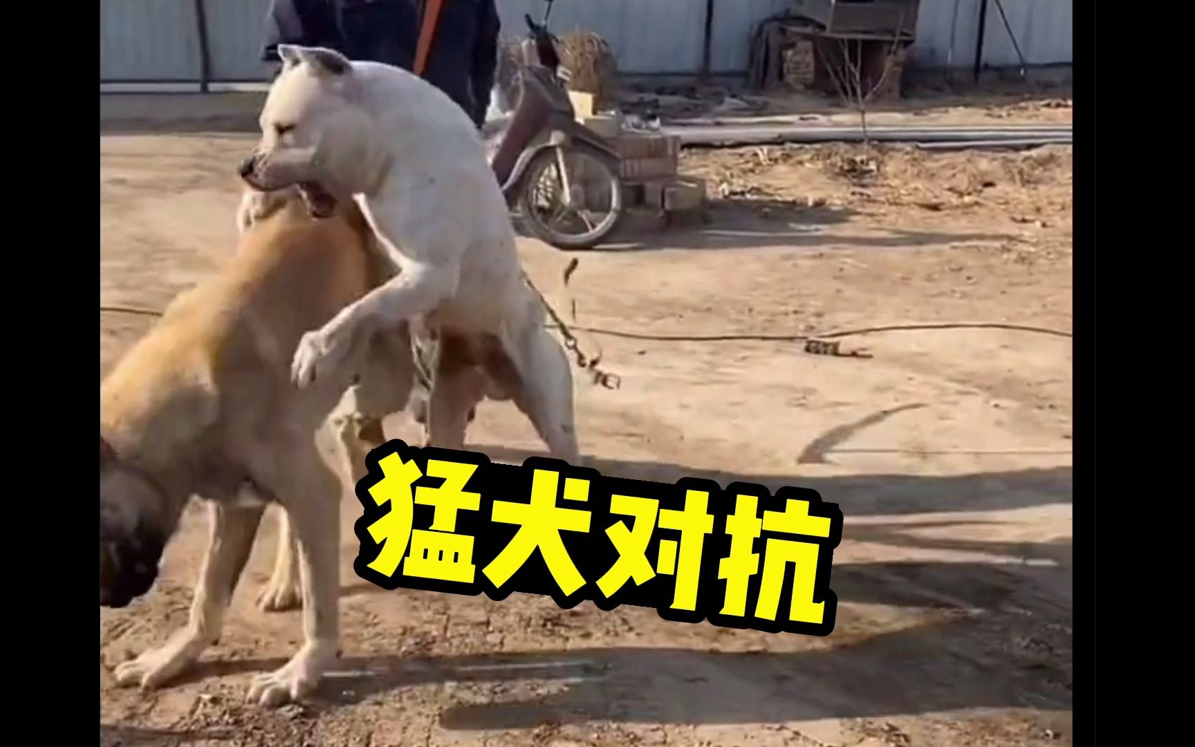 “杀人犬”加纳利对战野猪克星杜高犬,谁更强悍哔哩哔哩bilibili