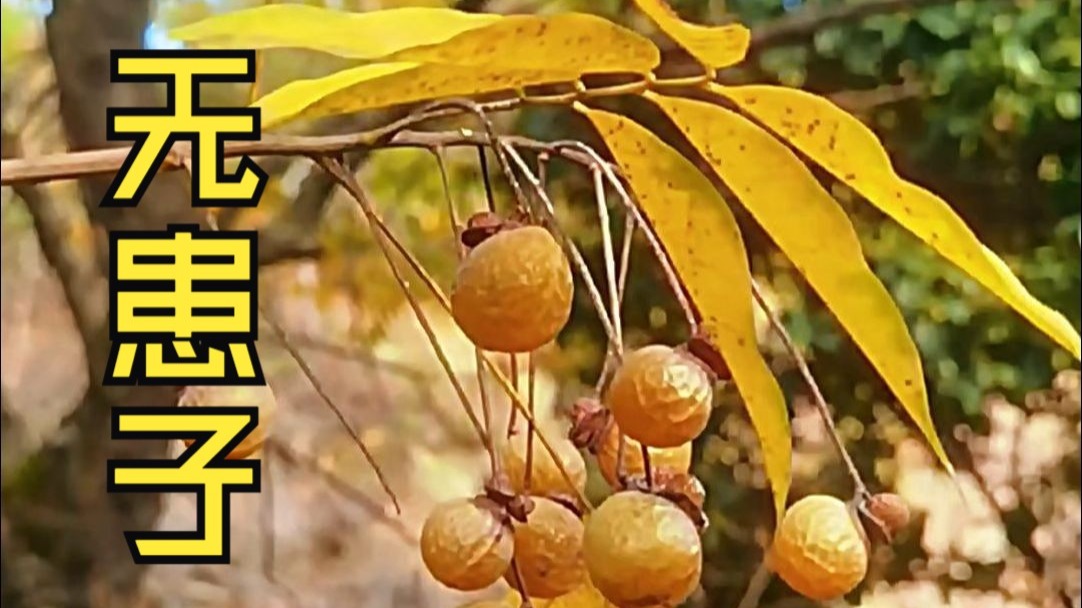 无患子果皮含丰富皂苷， 用手轻搓， 便会产生许多泡沫，是天然清洁剂 懂行之人还会把无患子的果实制成手串