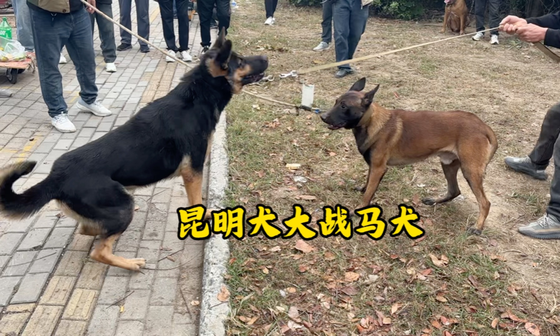 马犬和昆明犬实力比拼哔哩哔哩bilibili