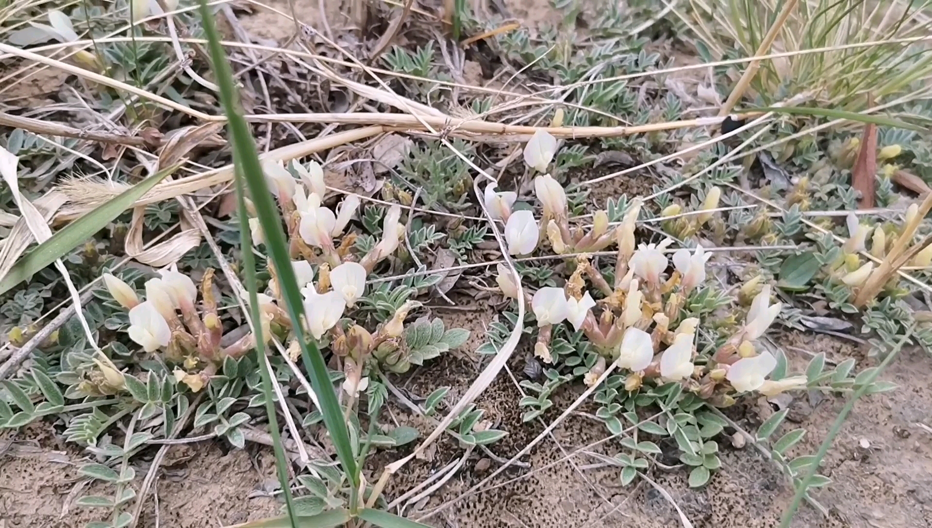 [图]野地里牲口爱吃人也能吃还是药材的植物“米布袋”就是少花米口袋