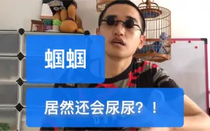 Download Video: 蝈蝈居然还会尿尿？这是体质好的表现，遇见这样的蝈蝈一定要珍惜