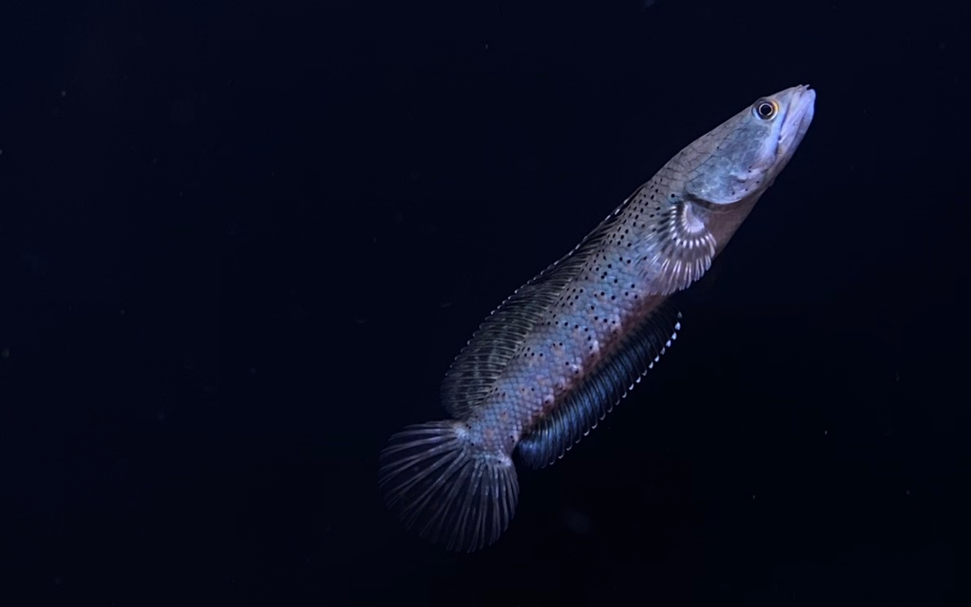 【幻彩红宝石雷龙】活食投喂