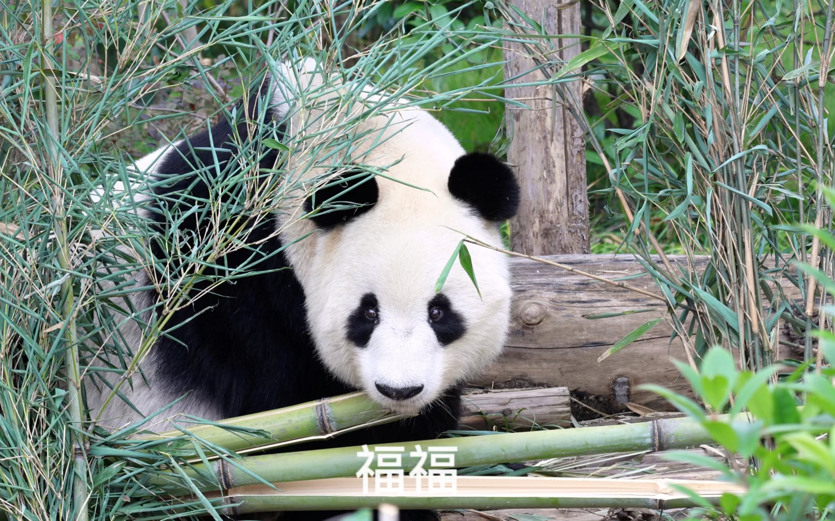 福福,2001年,母亲龙古,首只野放大熊猫祥祥的双胞胎兄弟,登高望兄弟