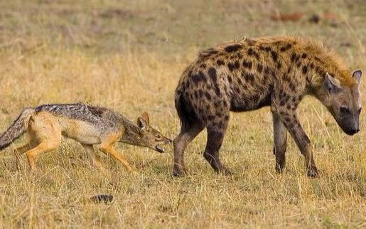 屁股的诱惑!胡狼和鬣狗上演非洲"二人转"