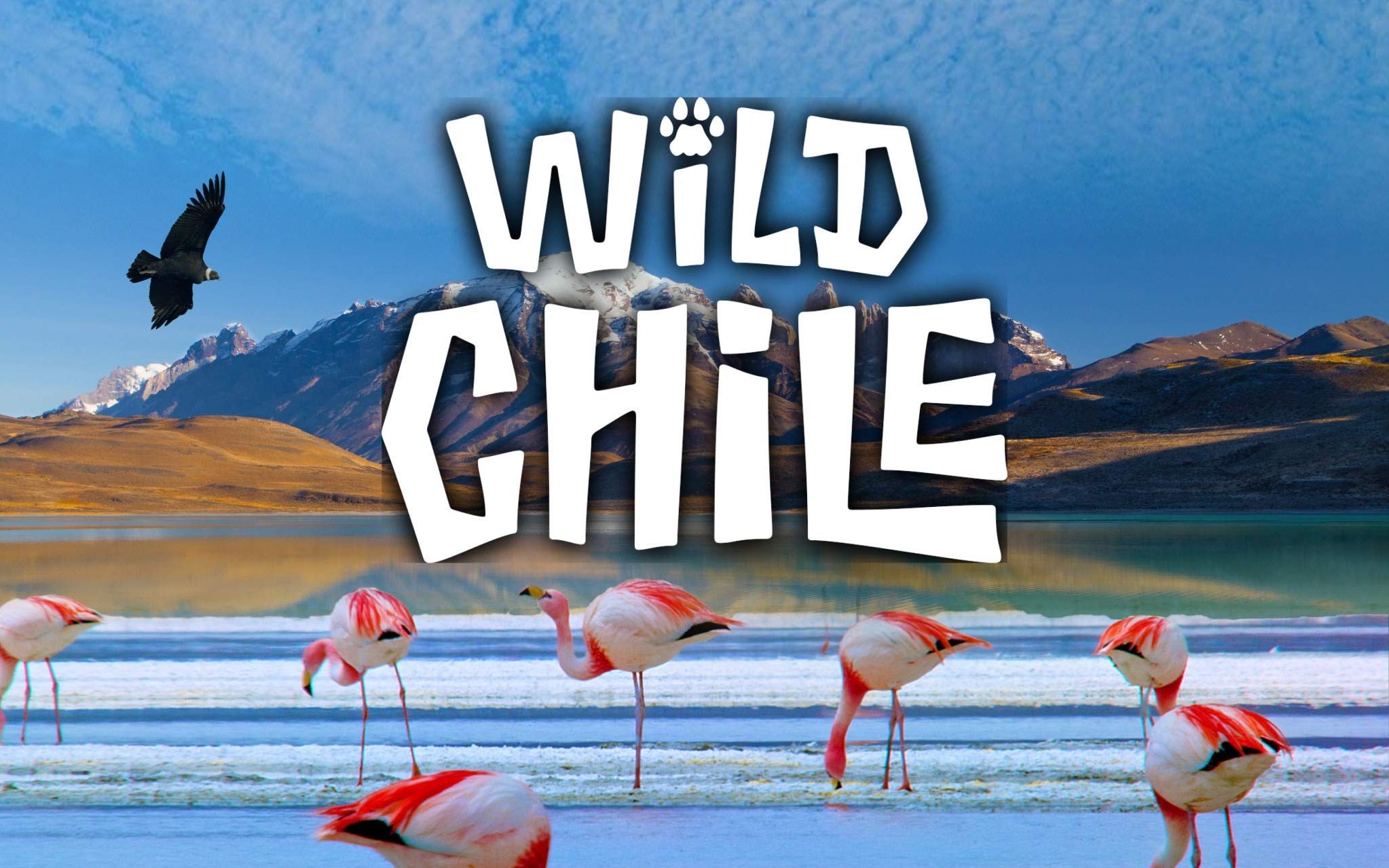 [英语英字][国家地理纪录片]狂野智利 wild chile (2018)