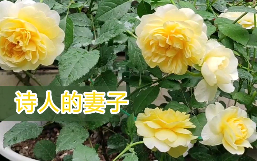 活动作品黄色丰花枝条软的月季诗人的妻子