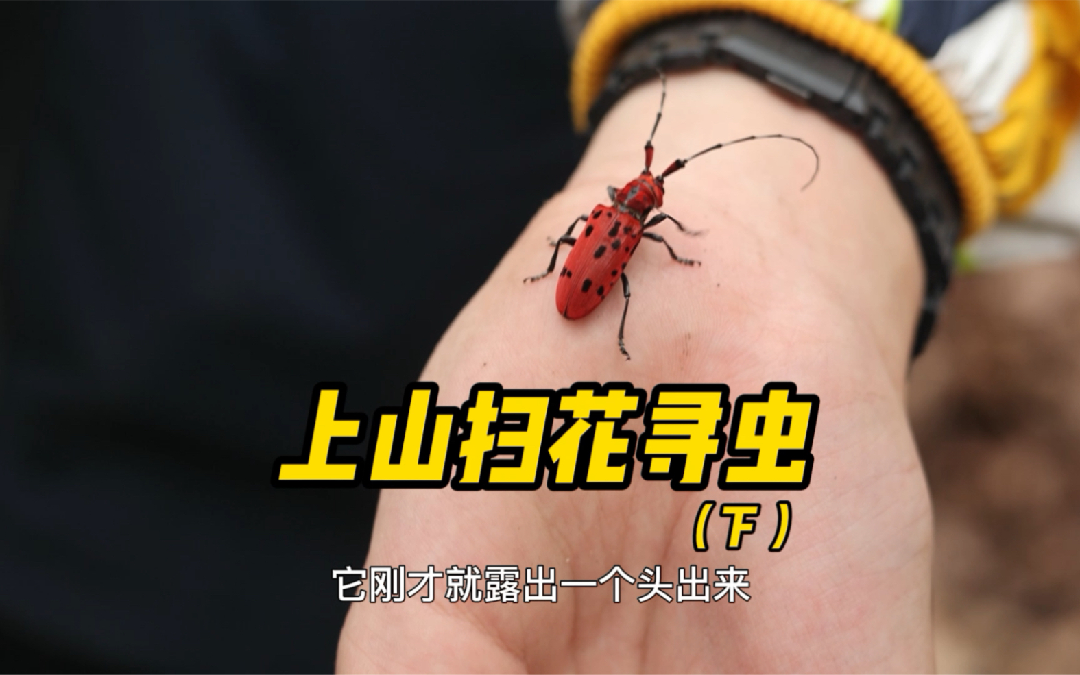 活动  上山扫花寻虫(下),开头虫子老师后来查了说是疣跳虫