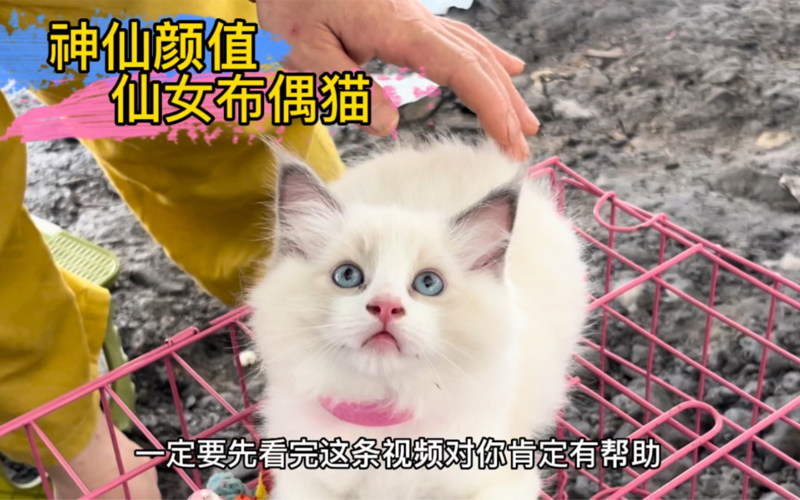 布偶猫猫咪中的仙女猫哔哩哔哩bilibili