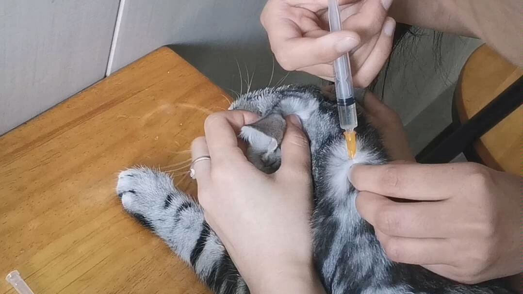 猫体针灸图图片