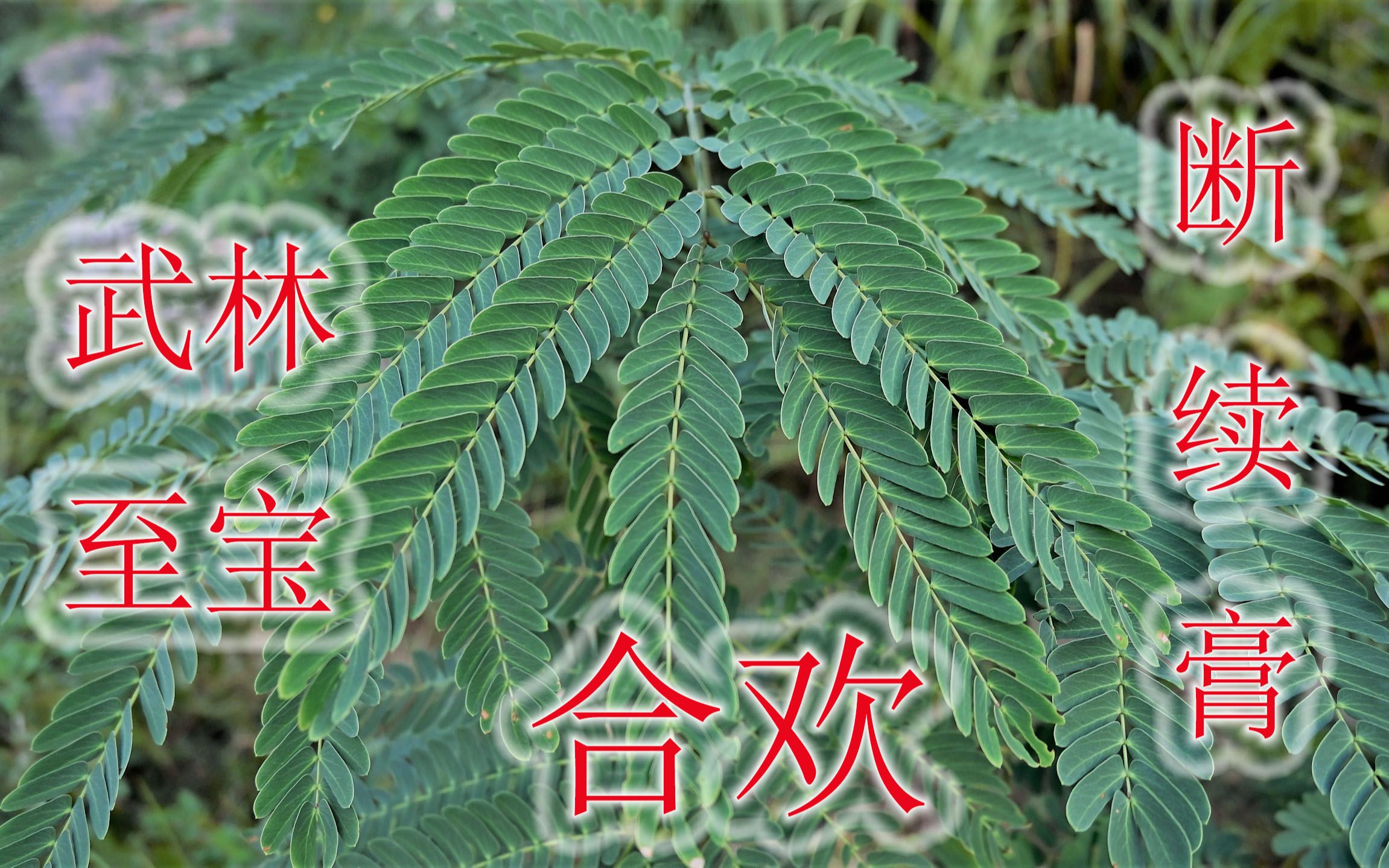 常见合欢又叫接骨树,号称武林至宝“断续膏”,普通植物却很珍贵哔哩哔哩bilibili