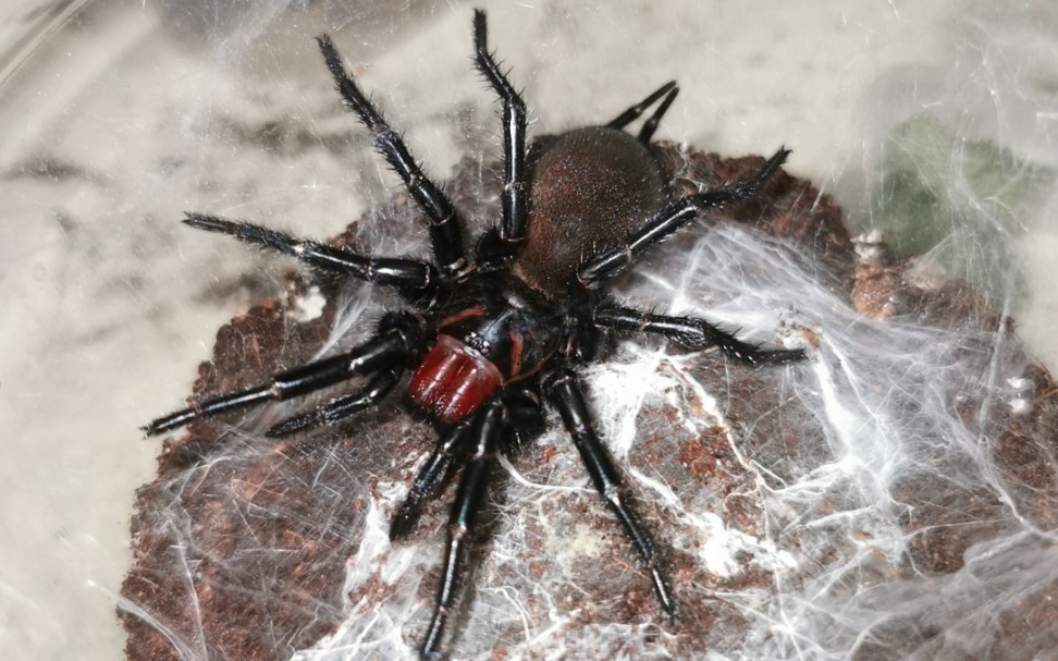 有网加持就是好(福建产红牙大疣蛛捕食蟑螂)