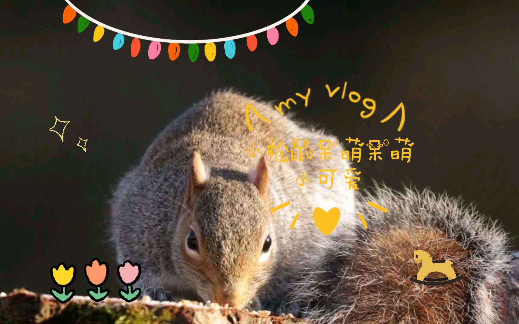 小松鼠呆萌呆萌小可爱