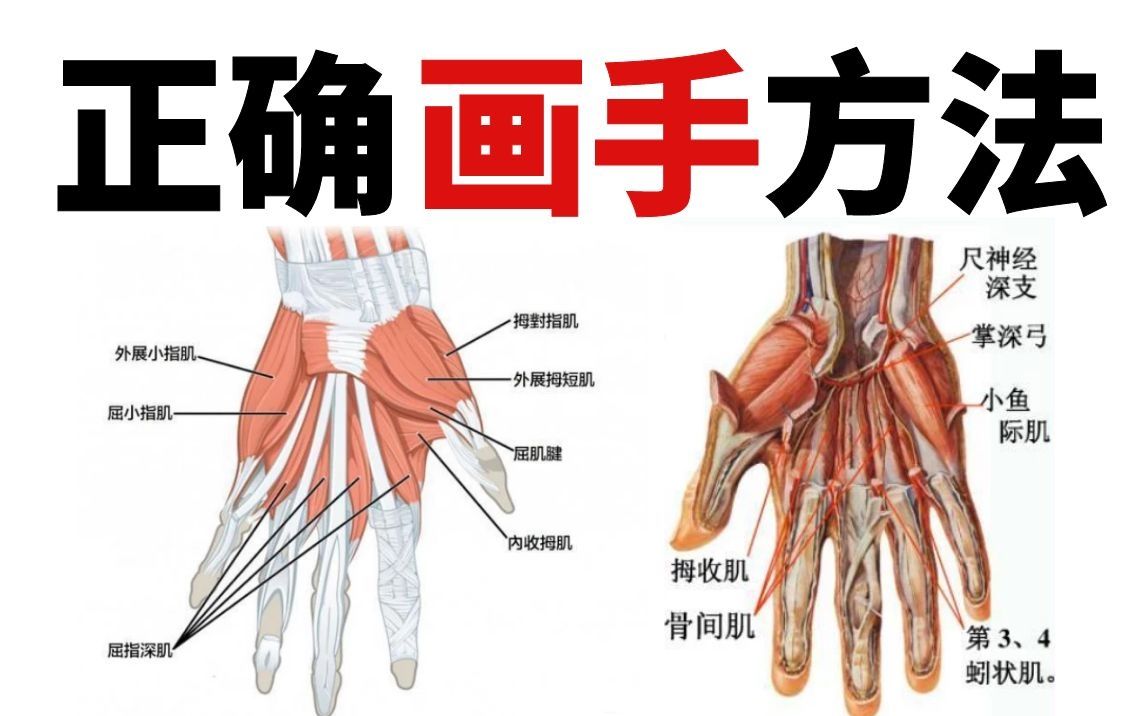 活动  【板绘】手手结构肌肉画法,有手就行!