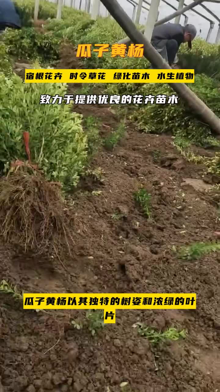 浙江瓜子黄杨培育基地哔哩哔哩bilibili