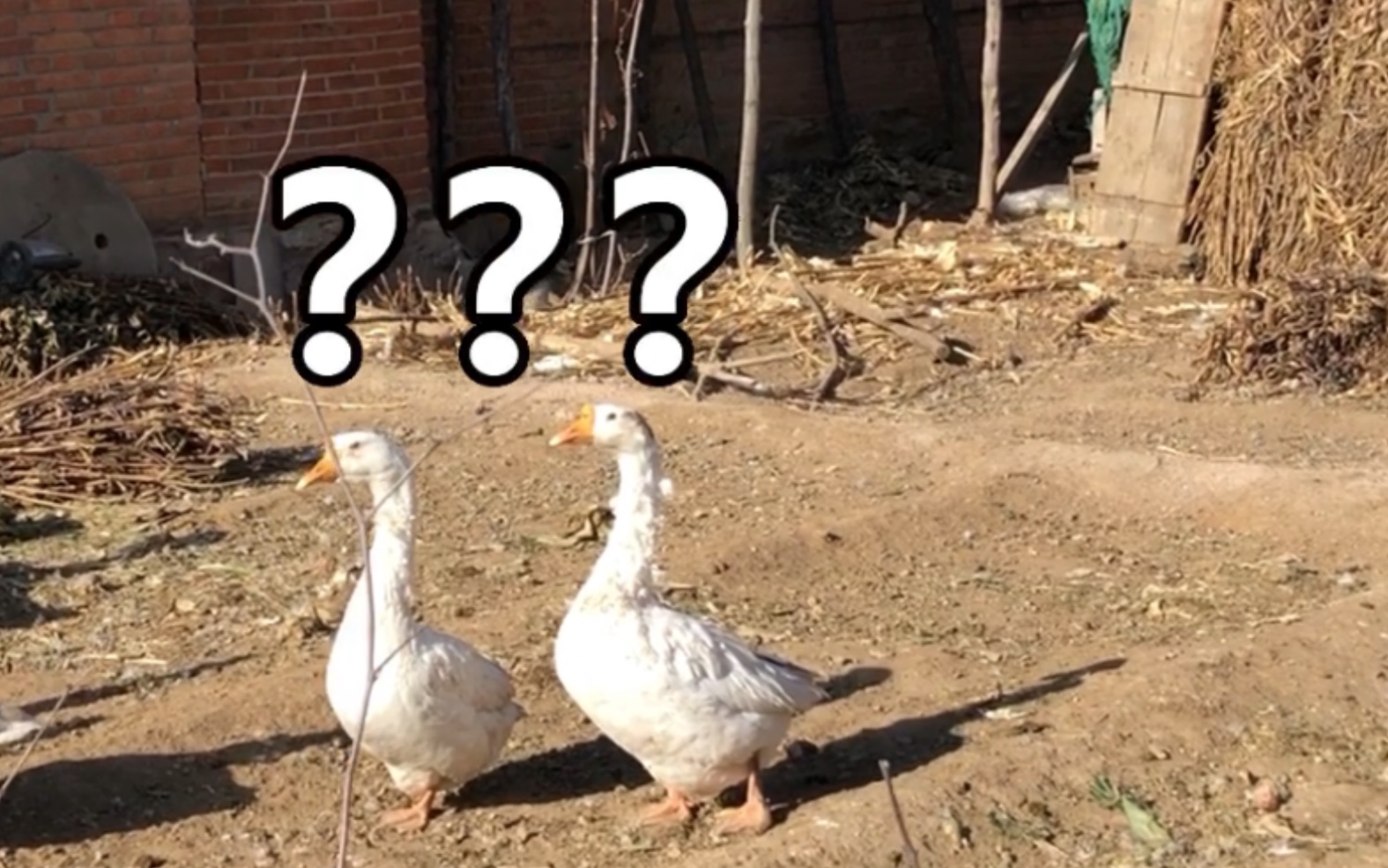 鹅鹅鹅打问号-2_哔哩哔哩 (゜-゜)つロ 干杯~-bilibili