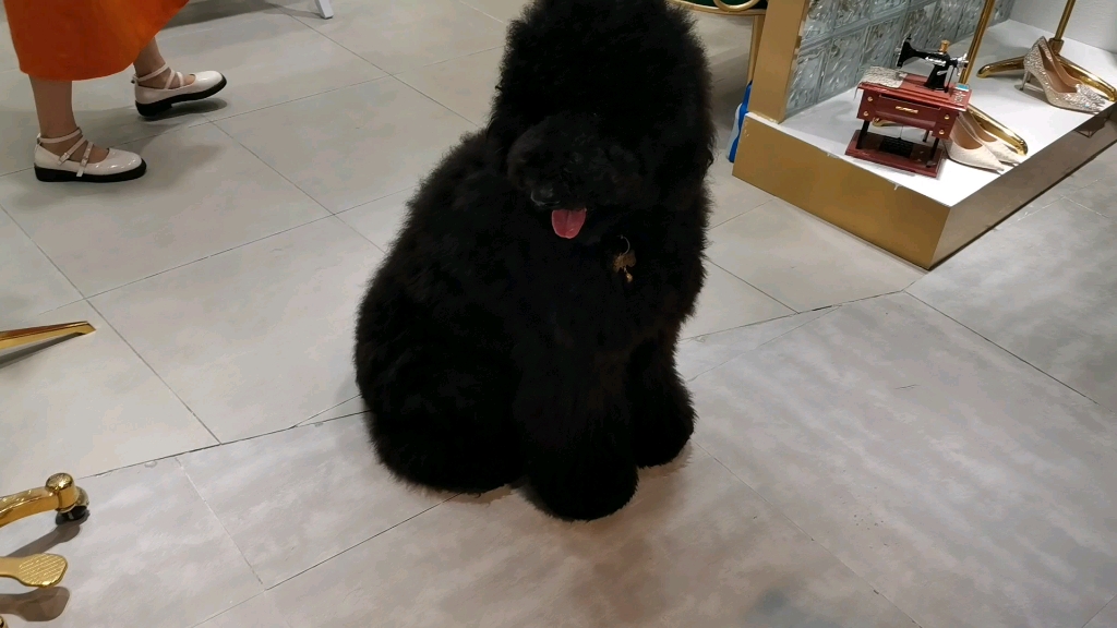 时尚莱迪逛街偶遇超萌狗狗