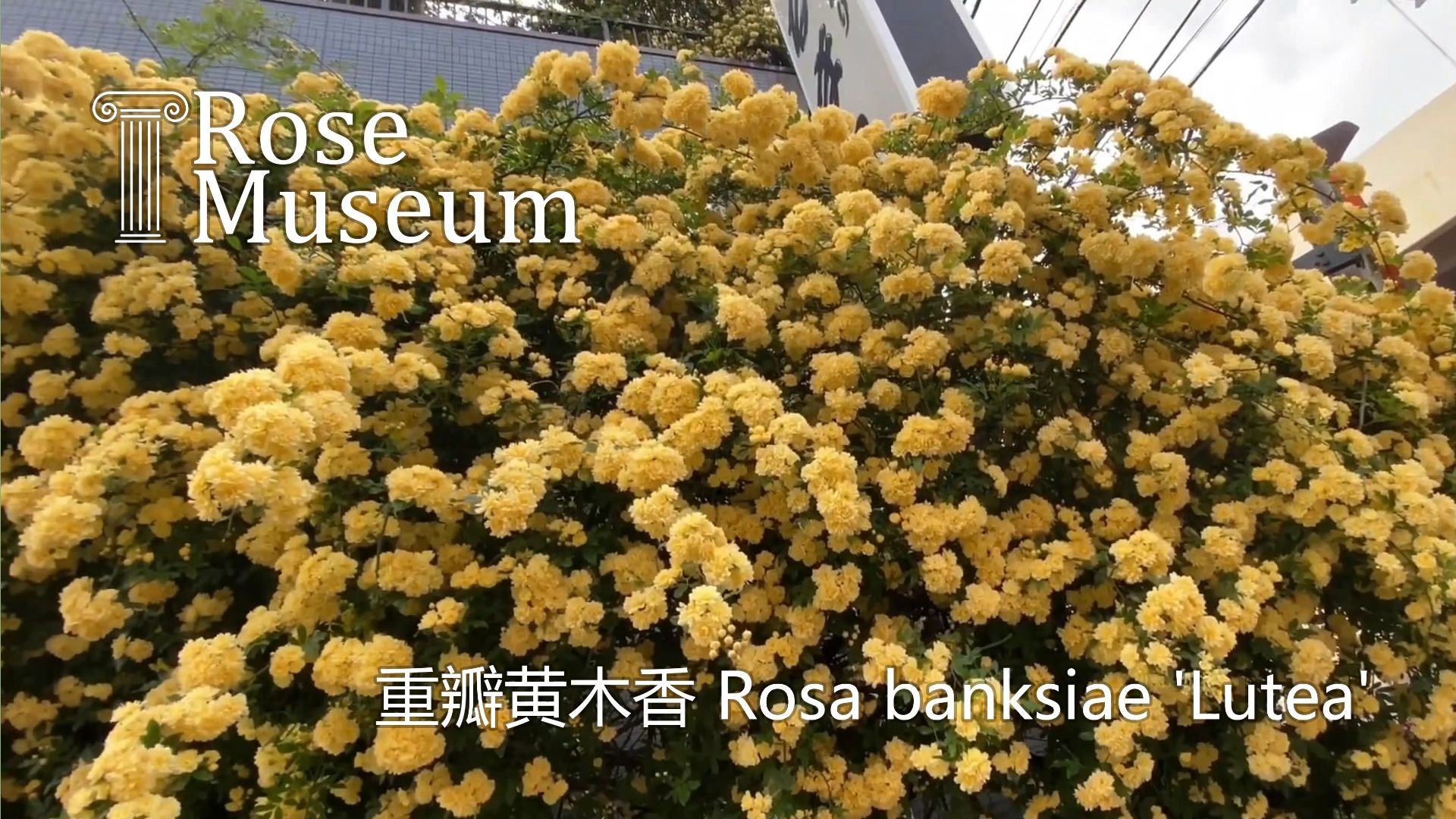 原生种重瓣黄木香 Rosa banksiae 'Lutea'哔哩哔哩bilibili