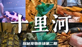 Descargar video: 这宠物市场很刑，可以举报了