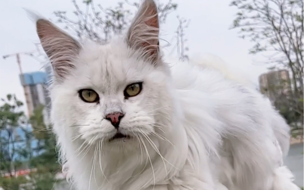 阴影色缅因猫真的好酷啊