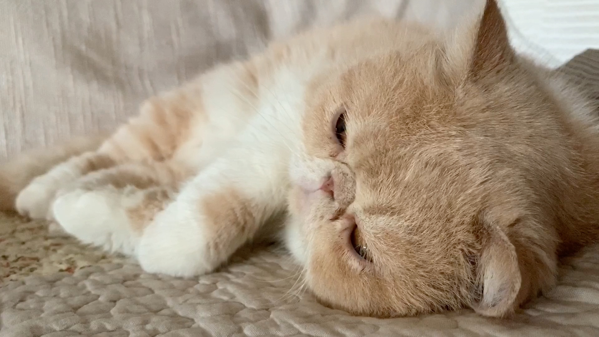 【加菲猫大迷】,下雨天与睡觉很搭哦