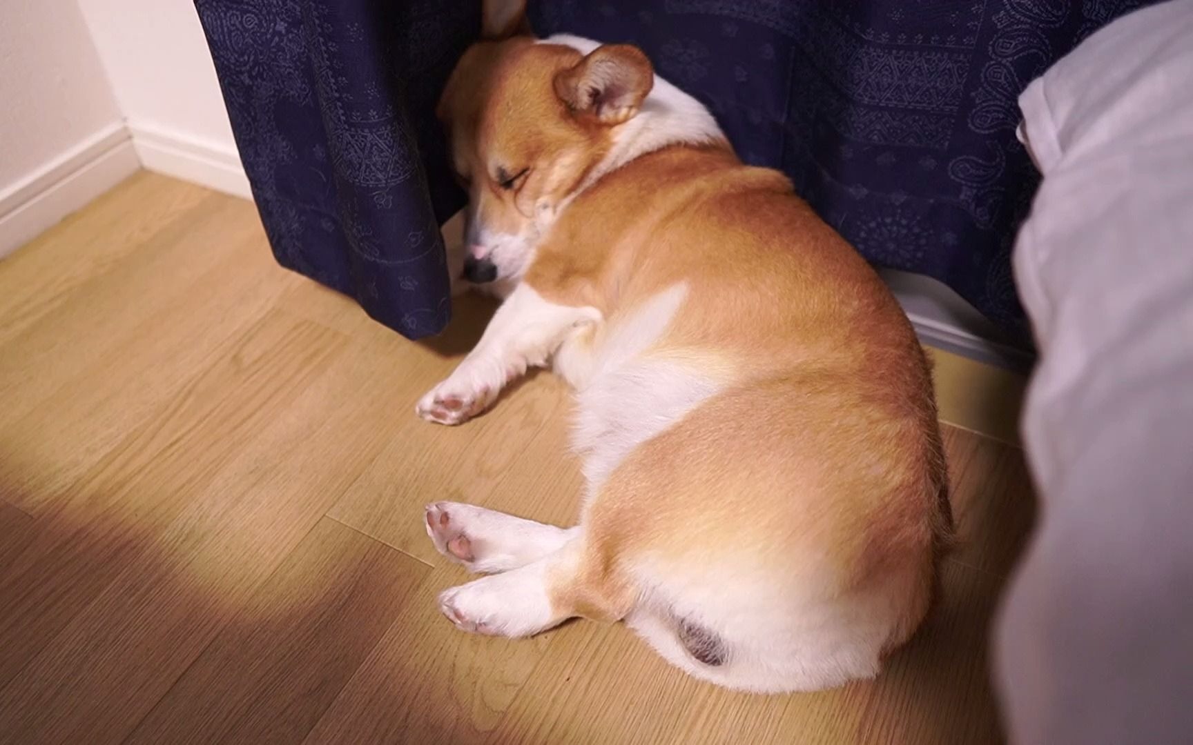 丑陋面孔的柯基犬睡觉