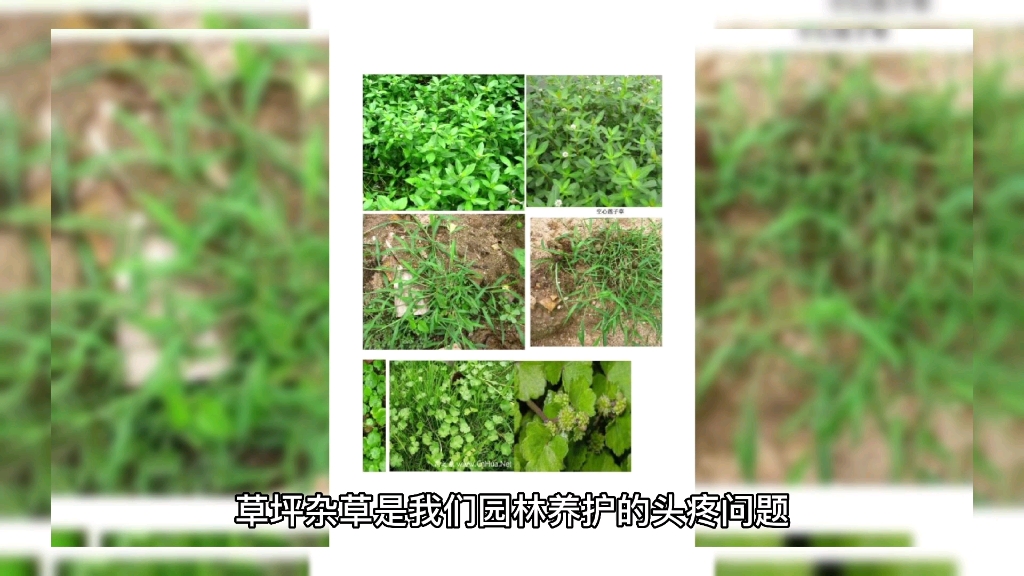 草坪除草最全方案选一种自己用哔哩哔哩bilibili