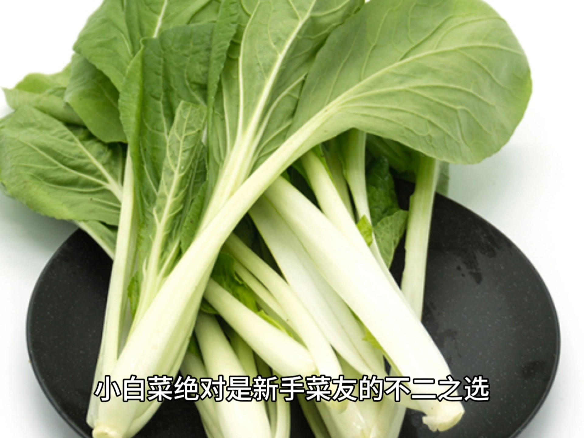 春日必种蔬菜:小白菜