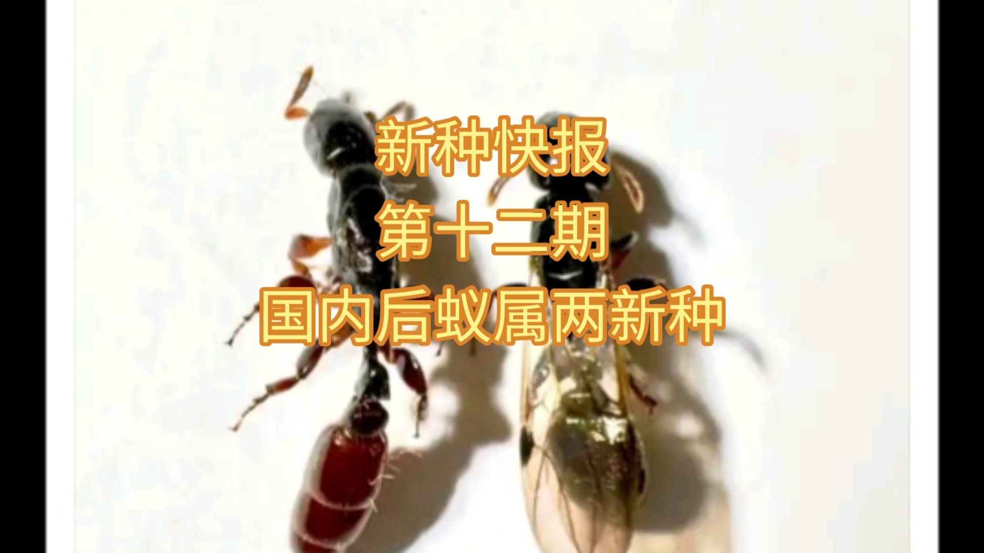 终于来了!国内后蚁属的两个新种!【新种快报12】哔哩哔哩bilibili